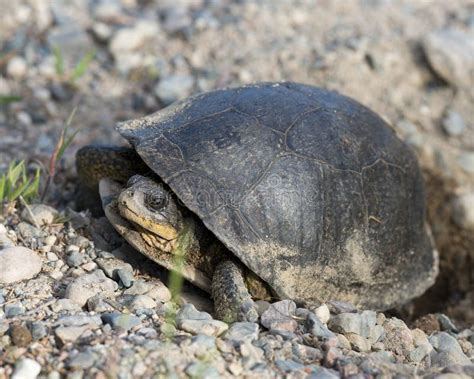 Musk Turtle Stinkpot Photo and Image. Turtle Picture. Close Up Digging a Hole in the Sand To Lay ...