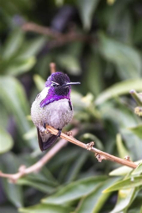 Alexander Woodruff Photography: Costa's Hummingbird