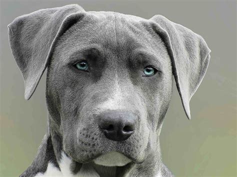 What is the big GREY dog? Get Your Pet Thinking – KeepingDog