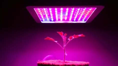 Top 7 Best Full Spectrum Led Grow Lights [2024] Reviews & Guide