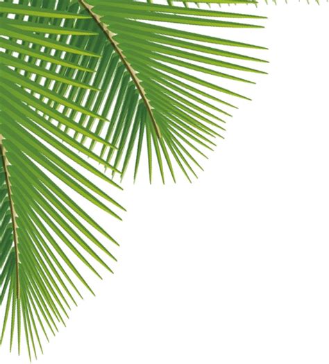 Green Palm Leaves PNG Image | PNG Mart