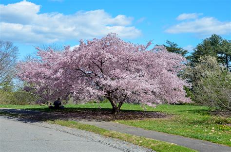 Cherry Blossoms at Arnold Arboretum : r/boston