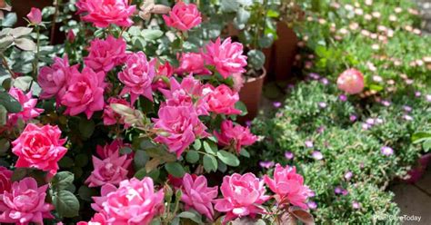 Tips On Pink Double Knockout Rose Care