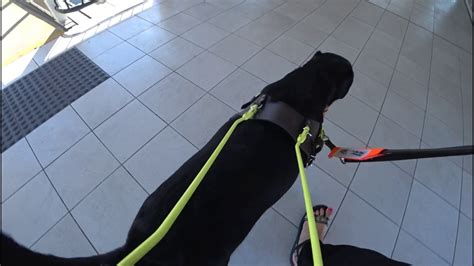 Guide dog in training walk in harness. Guide Dogs WA Australia. Seeing ...