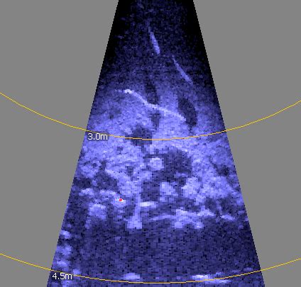 Imaging sonar - fish arcing