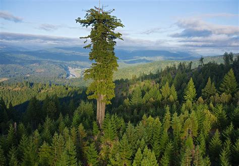 Hyperion, the world's tallest living tree (379.7 feet) : r/interestingasfuck