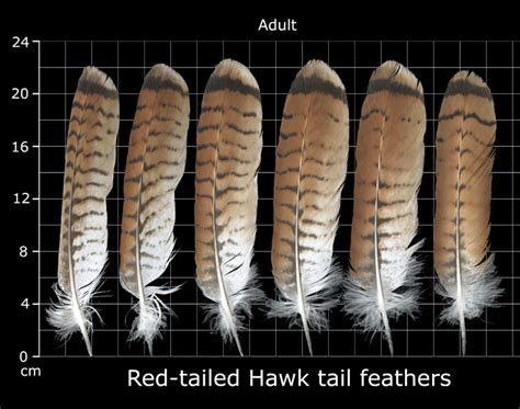 The Feather Atlas - Feather Identification and Scans - U.S. Fish and Wildlife Service Forensics ...