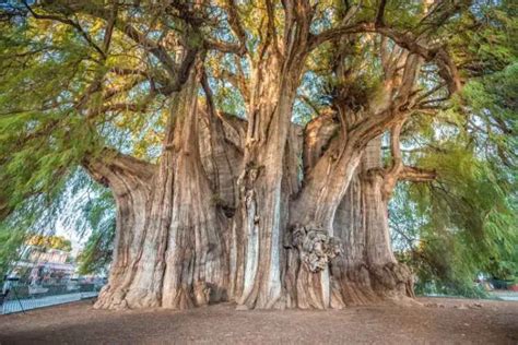 Arbol Del Tule: The Biggest Tree In The World - Travel And Tourism