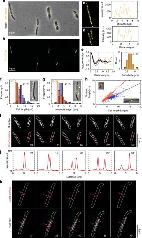 Imaging replication cycle in dnaCts E. coli cells with replisome and... | Download Scientific ...