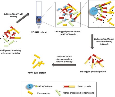 2 An overall mechanism showing His-tag based affinity purification... | Download Scientific Diagram