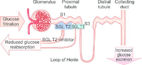 Sglt2 Inhibitors Mechanism Of Action