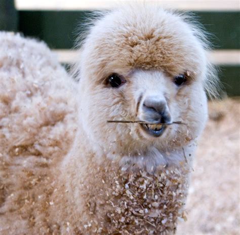 "Funny Face - Alpaca Zoodoo wildlife park" by Jenny Dean | Redbubble