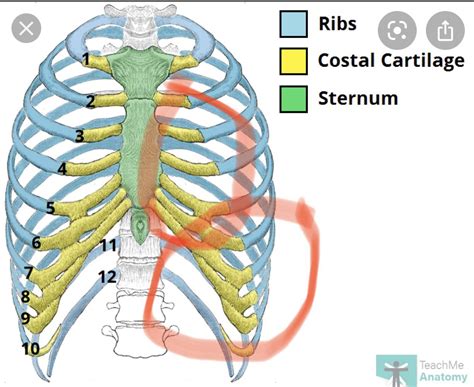 Anyone else have pain here on the left side? My floating ribs are painful to touch and sore ...