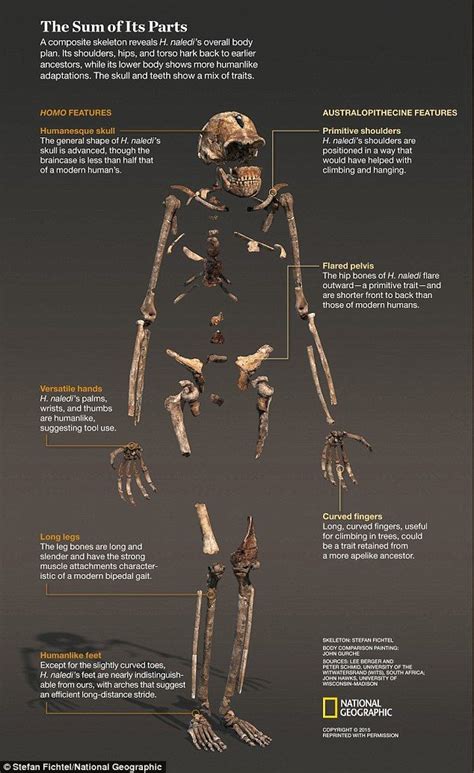 New species of ancient human unearthed in South Africa | Ancient ...