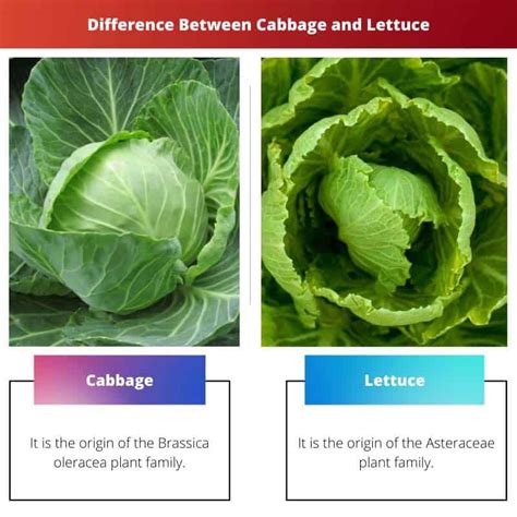 Difference Between Cabbage and Lettuce