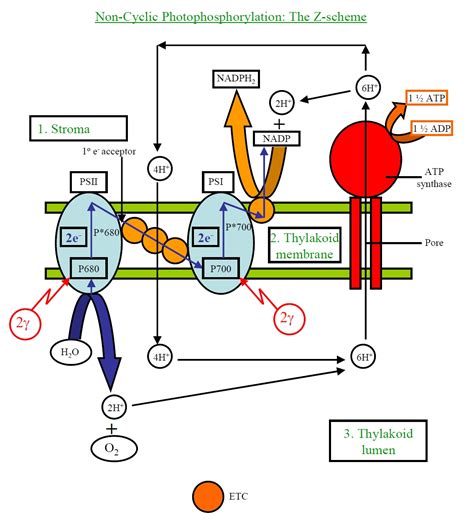 Palisade Labeled Cell Diagram - ClipArt Best