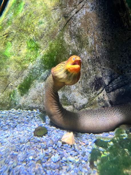 140+ Freshwater Eel Aquarium Stock Photos, Pictures & Royalty-Free Images - iStock