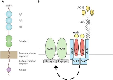 MuSK structure (A) and its interacting components (B). (A) The... | Download Scientific Diagram