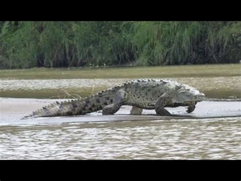 Gustave: The Killer Crocodile of Burundi - Nature’s Reality - YouTube