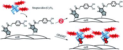 Target-activated streptavidin–biotin controlled binding probe ...