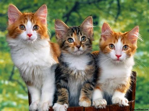 Three cats wallpapers free - beautiful desktop wallpapers 2014