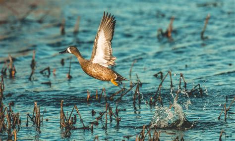 Blue-Winged Teal – A Waterfowl Species Profile - Endless Migration