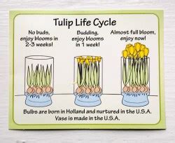 Life Cycle Of A Tulip