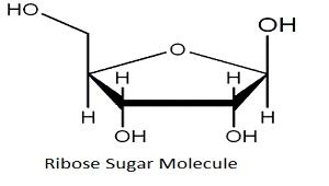 Ribose Sugar Structure | My XXX Hot Girl