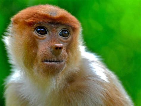 Portrait of a female proboscis monkey on the Kinabatangan River, Borneo. | Smithsonian Photo ...