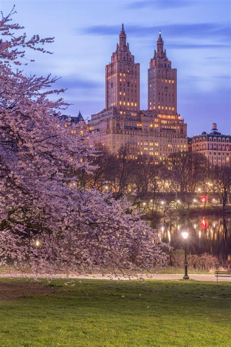 Central Park Cherry Blossoms in Spring NYC at Night Central Park Cherry ...