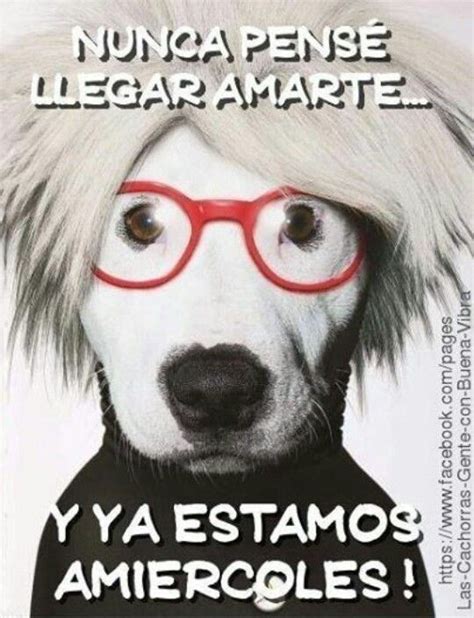 Feliz Miercoles | Feliz miercoles humor