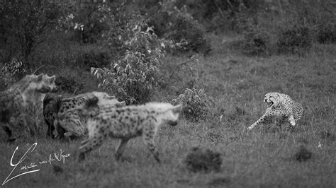 Cheetah vs Hyena with PIR: Lance van De Vyver - Alex Walker's Serian