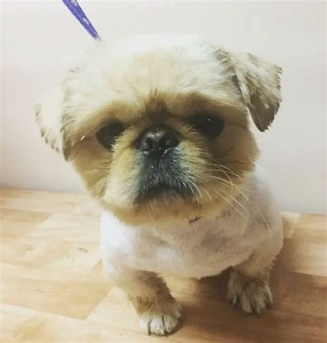 18 Best Pekingese Haircuts for Dog Lovers – Page 4 – The Paws