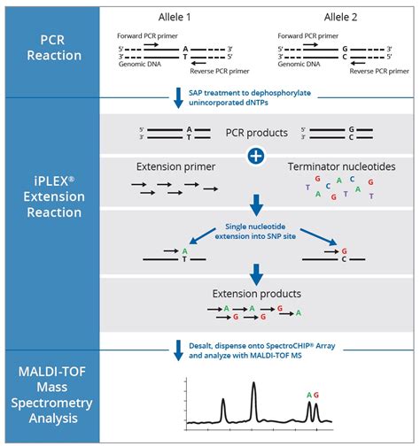 SNP Genotyping Analysis | 豐技生物