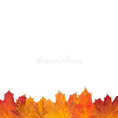 Autumn Leaf Border Royalty Free Stock Photography - Image: 35118497