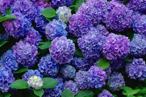 Blue and Purple Hydrangeas Earth Hydrangea Flowers Flower Blue Flower ...