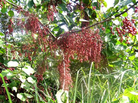 West African Plants - A Photo Guide - Alchornea cordifolia (Schumach ...