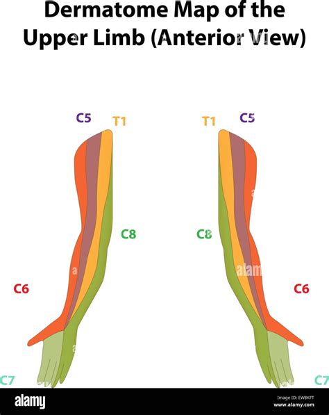 Dermatome Map Upper Arm - Dermatomes Chart and Map