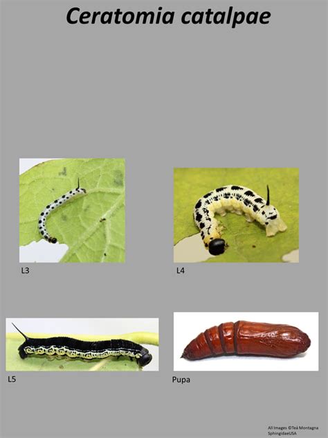 Catalpa Worms Life Cycle