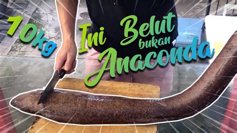 CARA MEMASAK BELUT LAUT RAKSASA DENGAN RAPI - YouTube