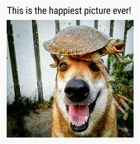 This is the happiest picture ever! | Funny animal photos, Funny dog memes, Funny animal pictures