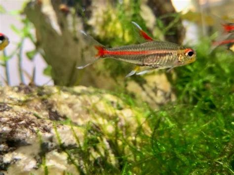 Glowlight Tetra Complete Care Guide: Tank Size, Tank Mates, Breeding