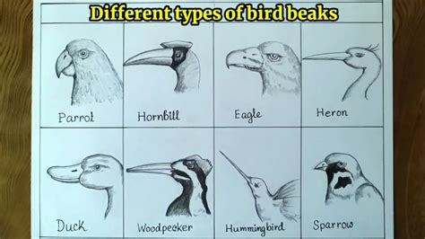 How To Draw A Bird Beak