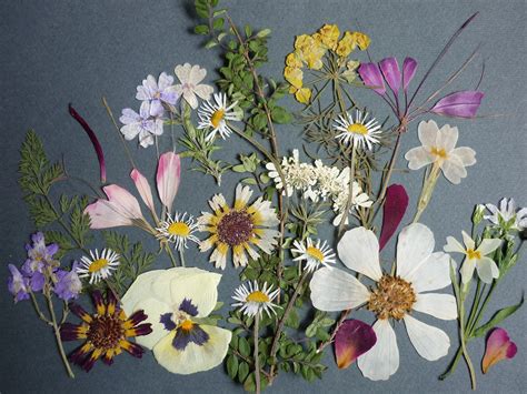 an arrangement of wildflowers and daisies on a gray background