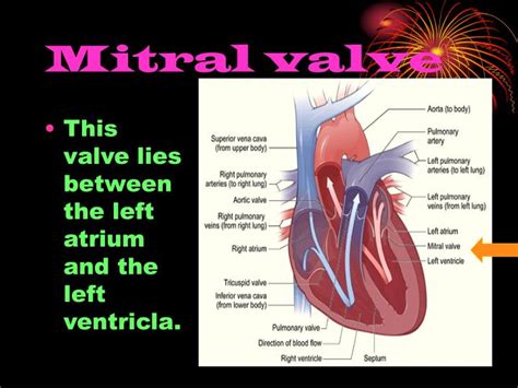 PPT - The Human Heart PowerPoint Presentation - ID:5427081