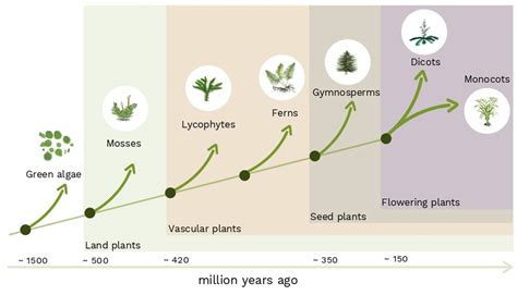 When plant roots learned to follow gravity