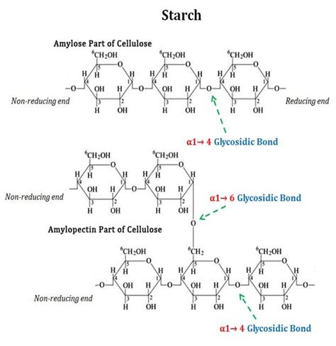 Polysaccharides: Structure, Classification and Examples | EasyBiologyClass