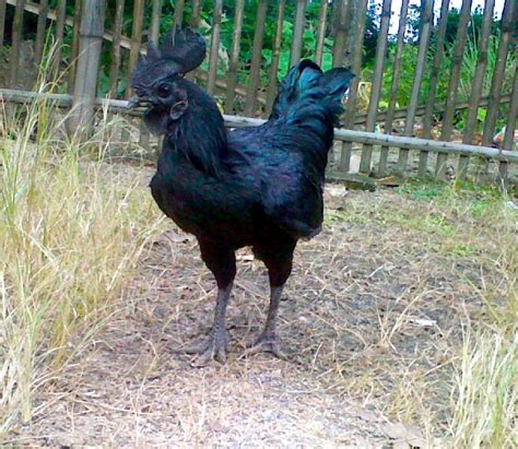 Ayam Cemani Chickens: The Ultimate Breed Guide | Know Your Chickens