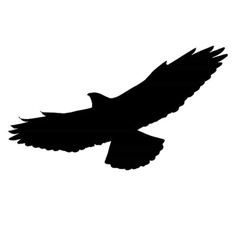 Royalty Free Silhouette Back Lit Red Tailed Hawk Bird Of Prey Pictures ...