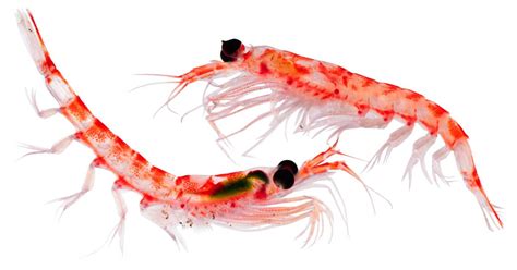 Krill | Animals and Nature lessons | DK Find Out!